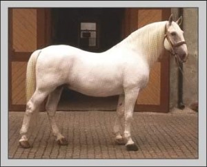 berberský kôň.jpg