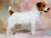jack_russel_terier_inverbrae_john_of_gaunt.jpg