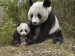 panda-bear-d.jpg