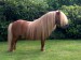 shetland pony.JPG