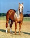 americký quarter horse.jpg