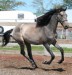 andaluzsky kôň.jpg