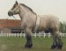 belgický ťažný kôň.jpg