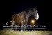 Shire_Horse_Nacht60839b.JPG