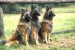 belgian-tervuren-0024.jpg